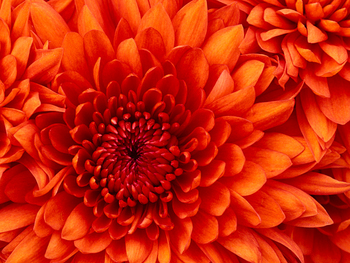 Medium_chrysanthemum
