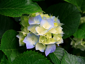 Medium_hydrangeas