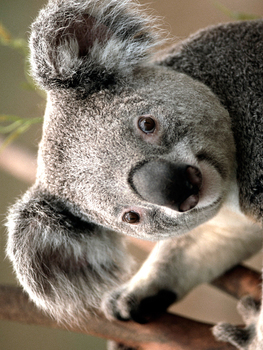 Medium_koala