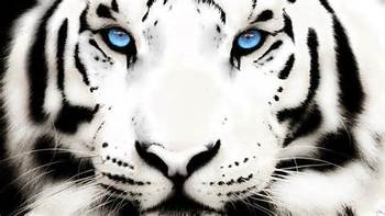 Medium_tigre_brancxo