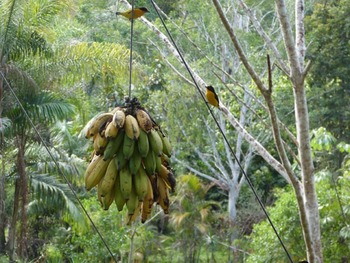 Medium_natureza-viva-18