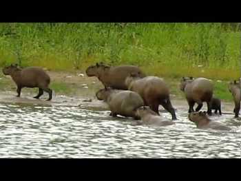 Medium_hqdefault__1_