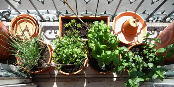 Medium_o-horta-varanda-facebook