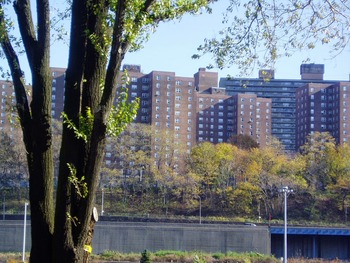 Medium_207538_papel-de-parede-arvores-na-cidade_1600x1200