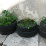 Top_horta