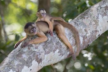 Medium_edukatu-por-dentro-wikipedia-loves-earth-macaco_caiarara__cebus_albifrons__com_filhote
