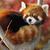 Thumb_sq_53226_animal_553