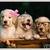 Thumb_sq_imagescavwmvgs
